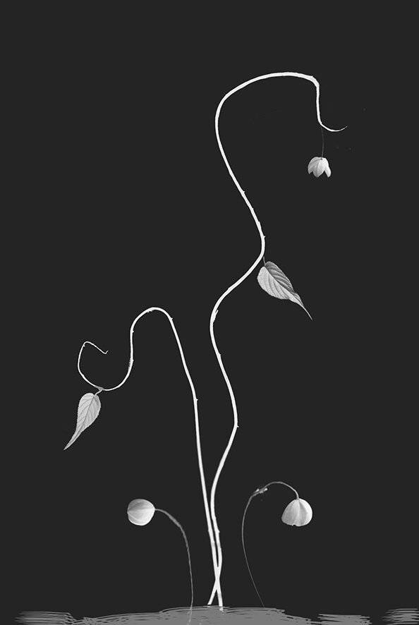 , T. Bondarenko