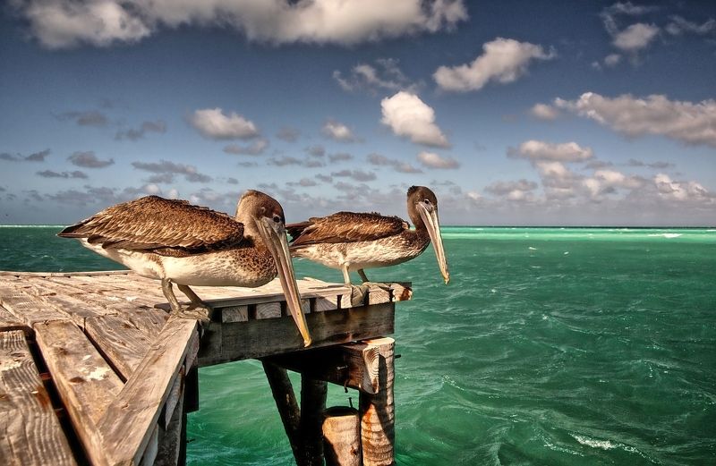 Cayo Guillermo фото превью