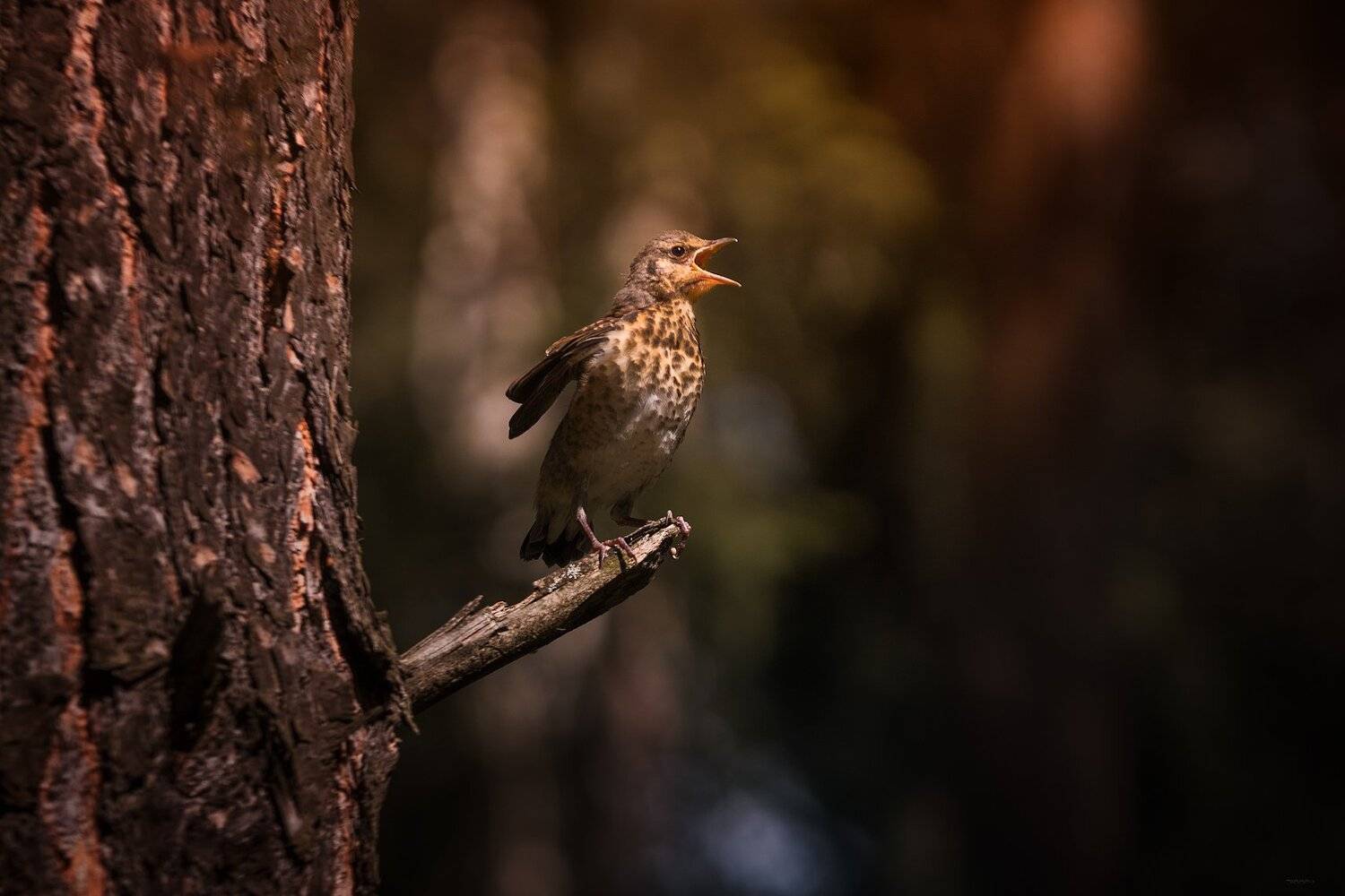 природа, лес, животные, птицы, Дмитрий Посевич