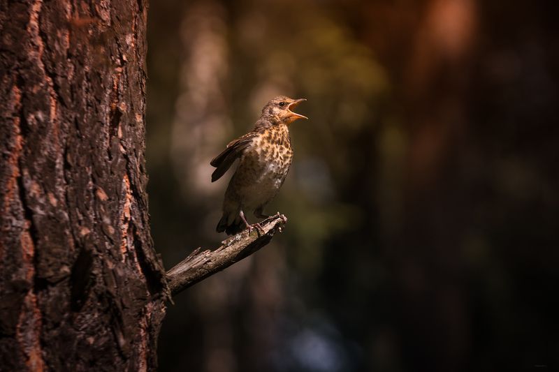 Утренний клич фото превью