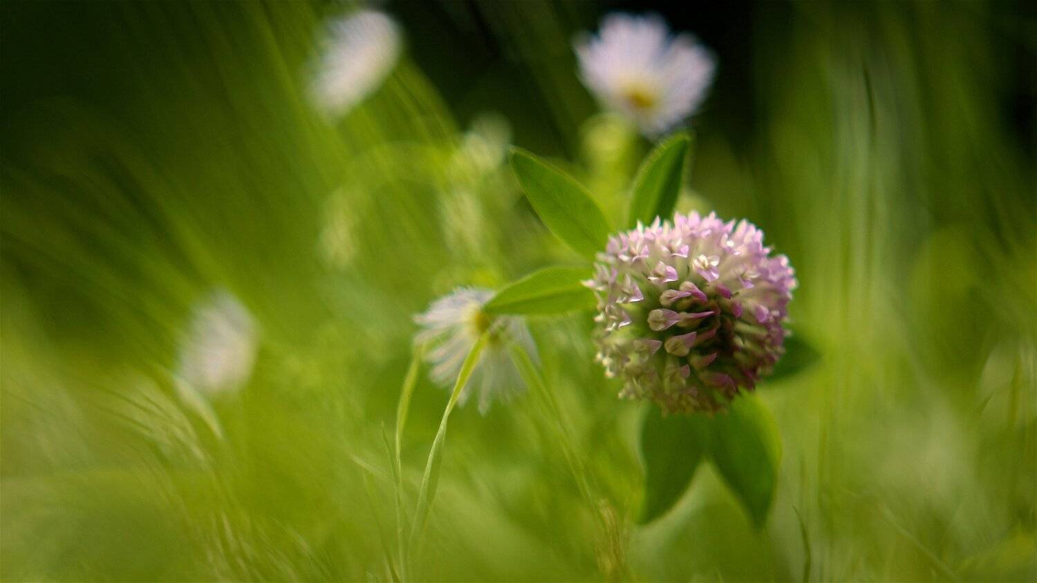 , Эдуард Колобошников