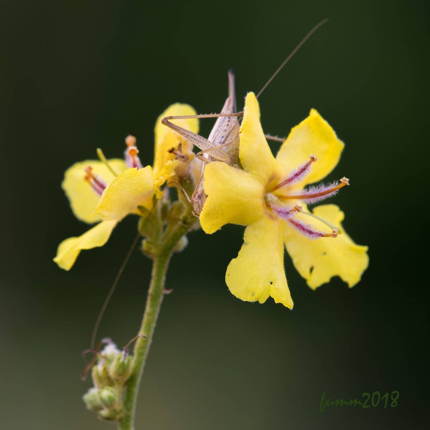 , Игорь ФУММ