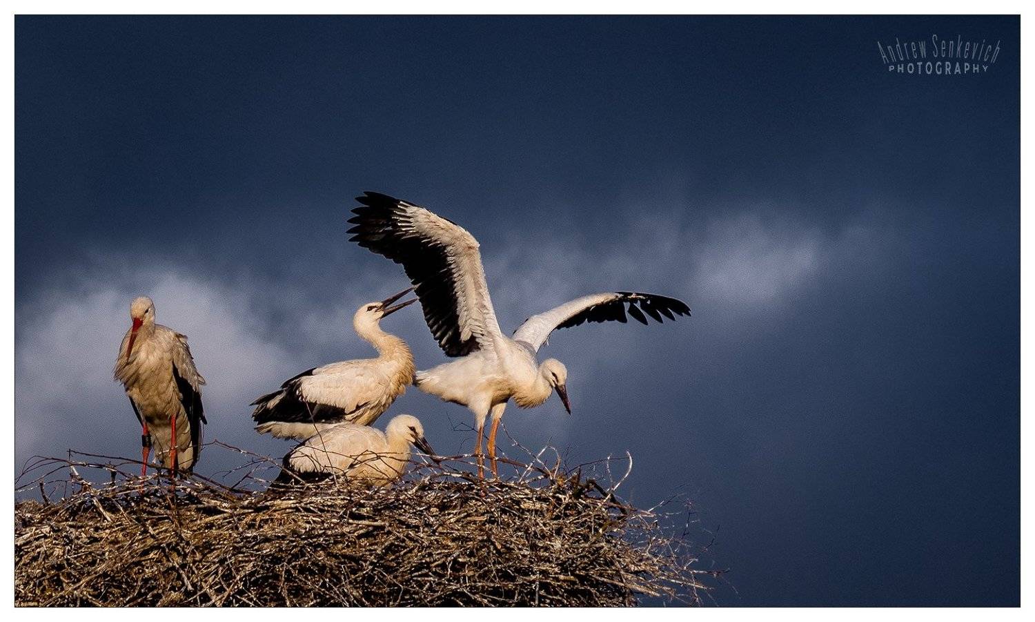 дикий, аист, крылья, Андрей Сенкевич