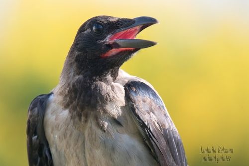 Очарованная...