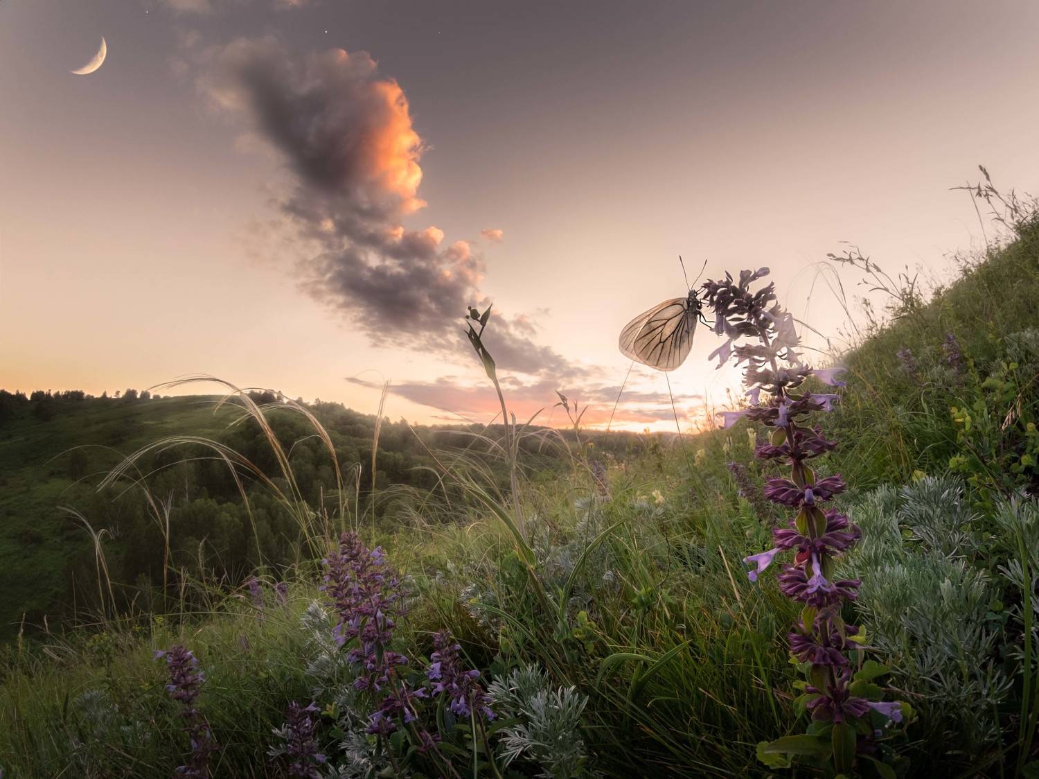 #landscape #travel #evening #sunset #butterfly #sky #nature #wildlife #moon #reserve #summer #nikon #nikond750 #altai #meadow #russia #пейзаж #бабочка #небо #луна #закат #небо #природа #тигирекскийзаповедник #заповедник #алтайскийкрай #алтай #тигирек, Денис Соломахин