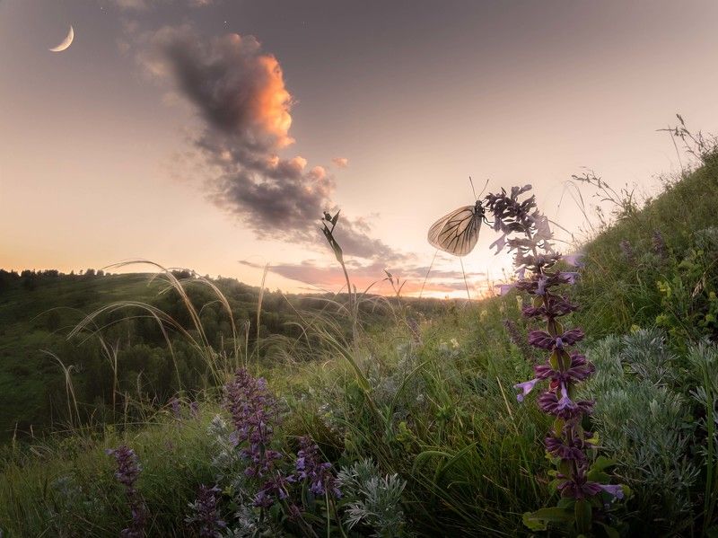 #landscape #travel #evening #sunset #butterfly #sky #nature #wildlife #moon #reserve #summer #nikon #nikond750 #altai #meadow #russia #пейзаж #бабочка #небо #луна #закат #небо #природа #тигирекскийзаповедник #заповедник #алтайскийкрай #алтай #тигирек Лунная бабочка фото превью