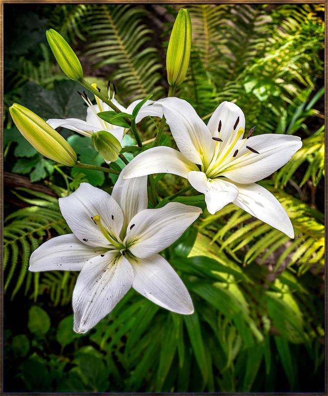 цветочек фото превью