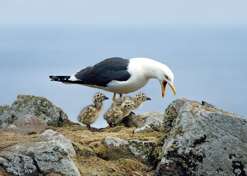 Lesser Black-backed Gull and and her chicks, Isle of May. Scotland