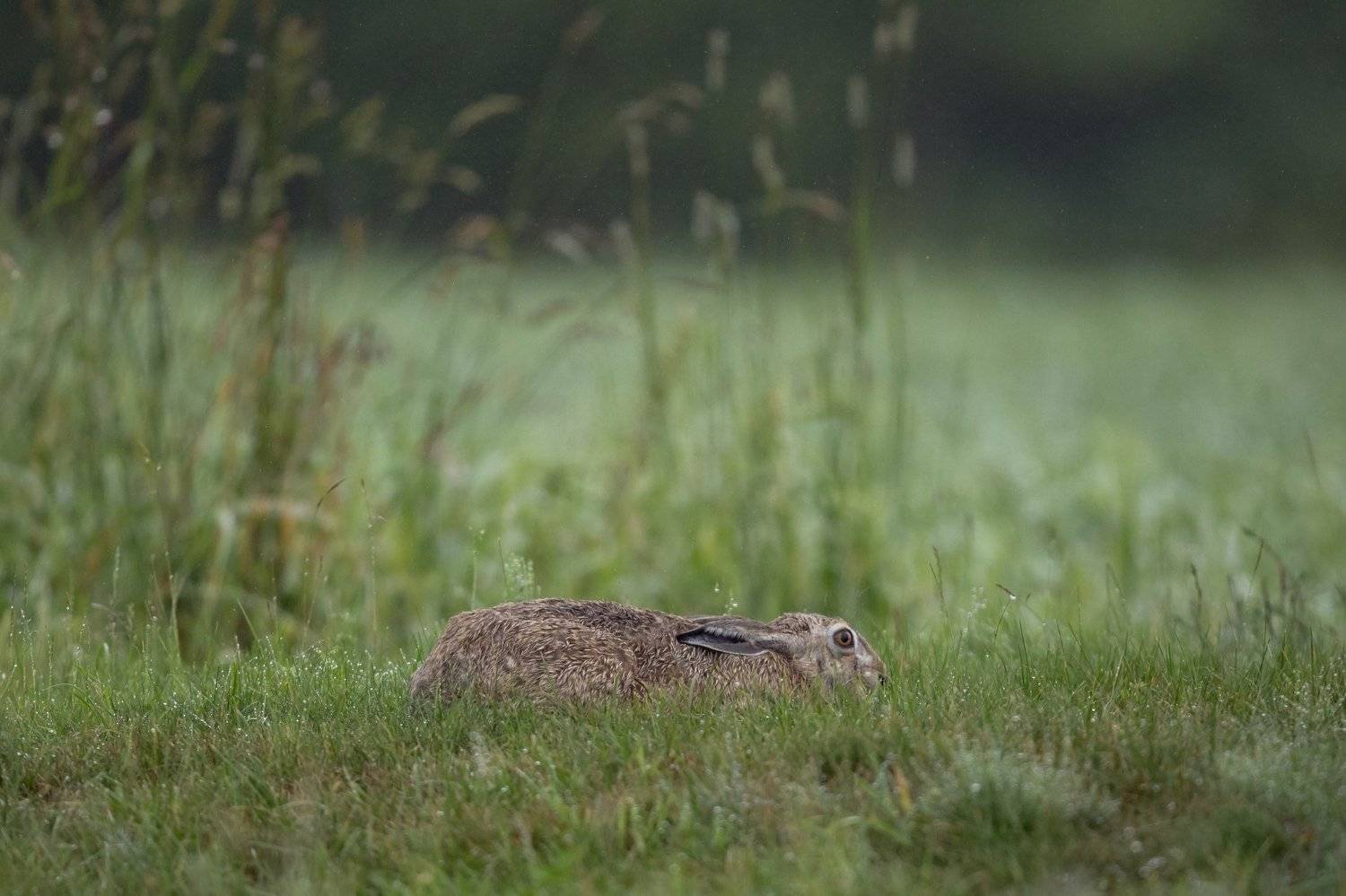, Андрей Шимчук