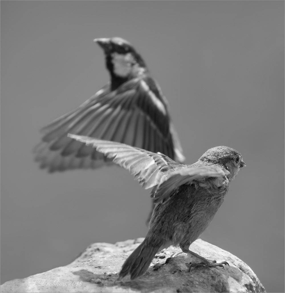 птицы, фауна, воробьи, Sergey Drobkov