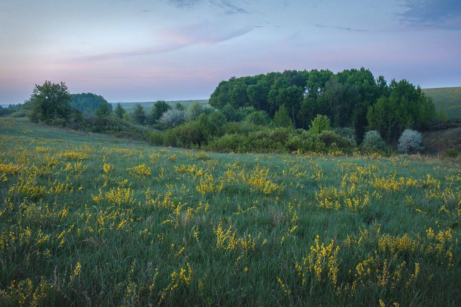 центрально-черноземный заповедник, казацкая степь, курская область, фотопроект, май, Арсений Кашкаров