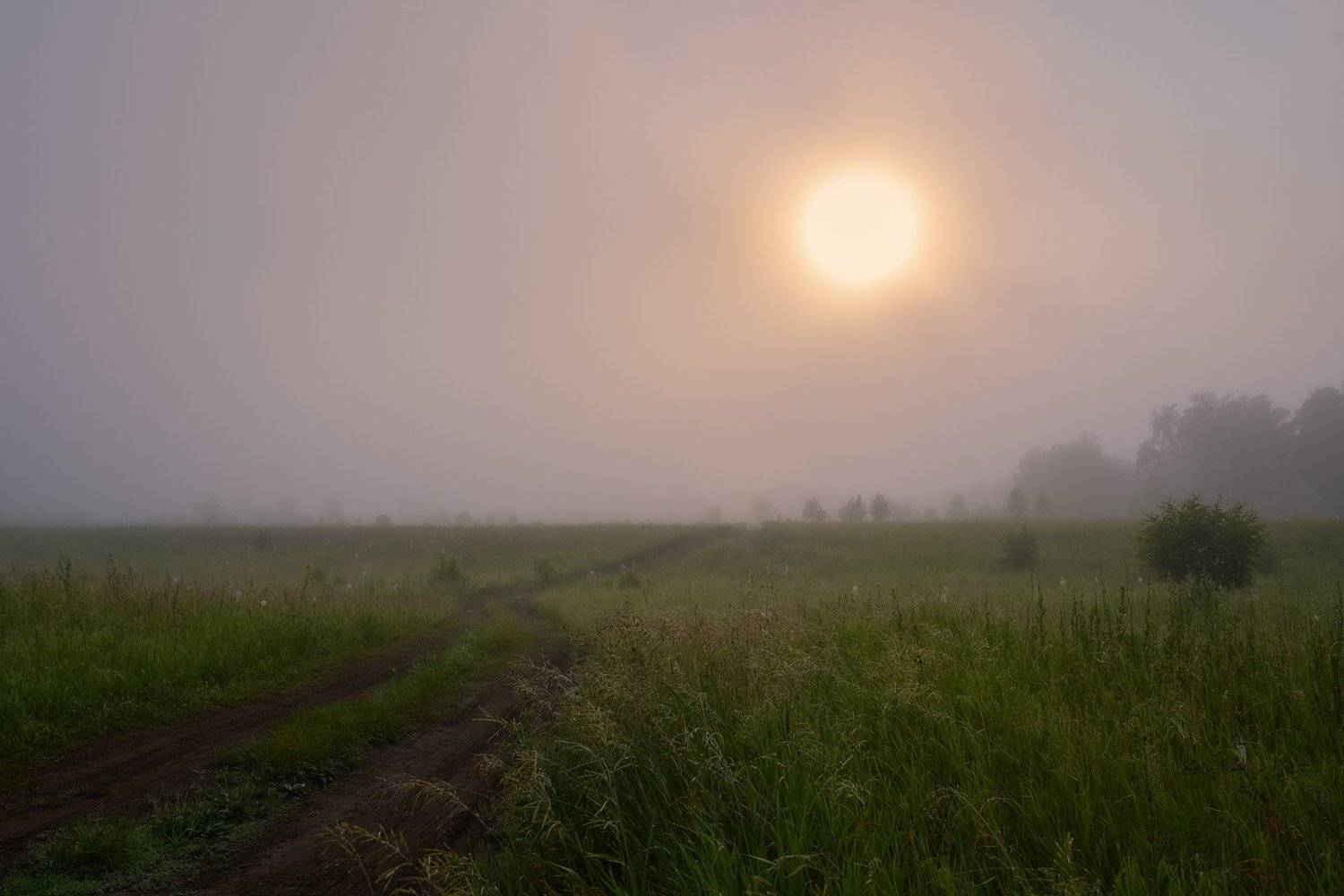 утреннее солнце,рассвет,туман,роса,дорога в степи,, Сергей