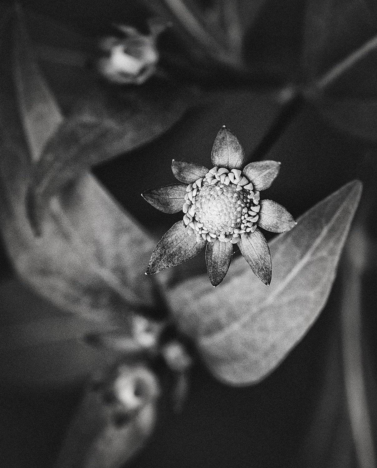 , Лана Тополева