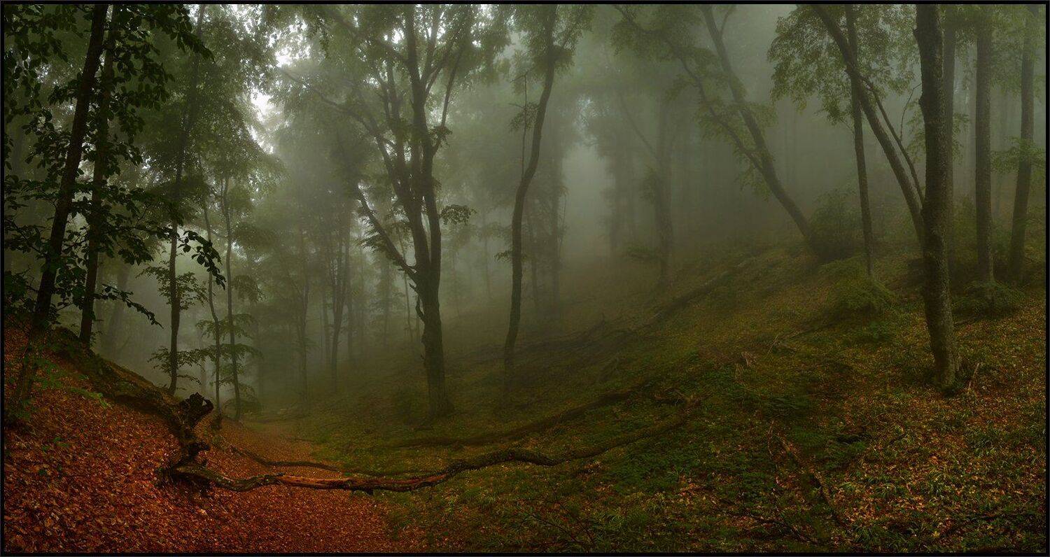 , Владимир Метцгер