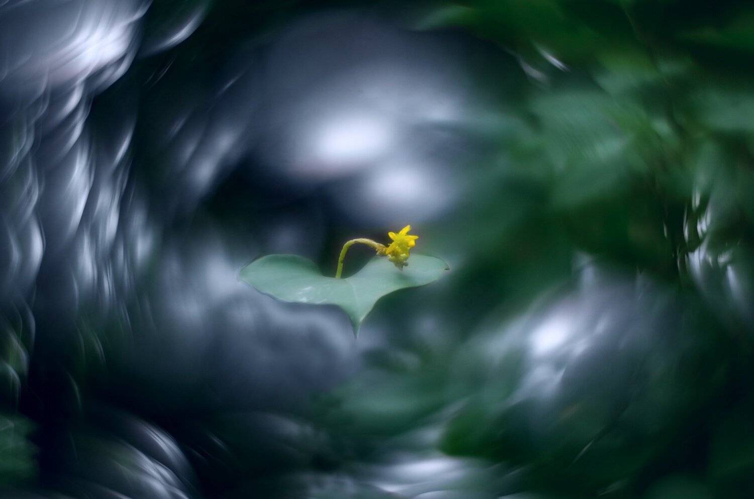 природа,лето,беларусь,макро,цветы, Sixten ( Сергей )