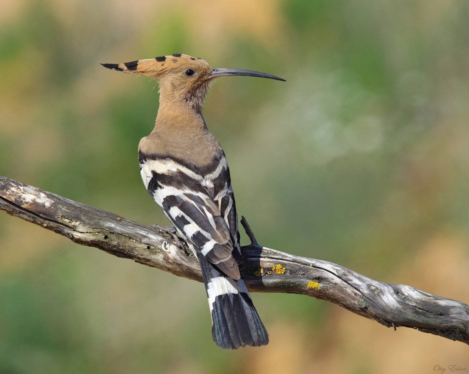птицы, удод, Олег Есиков