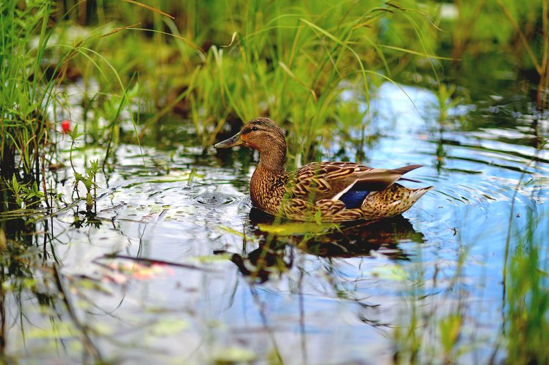 утка, dack, капля, вода Мгновение фото превью