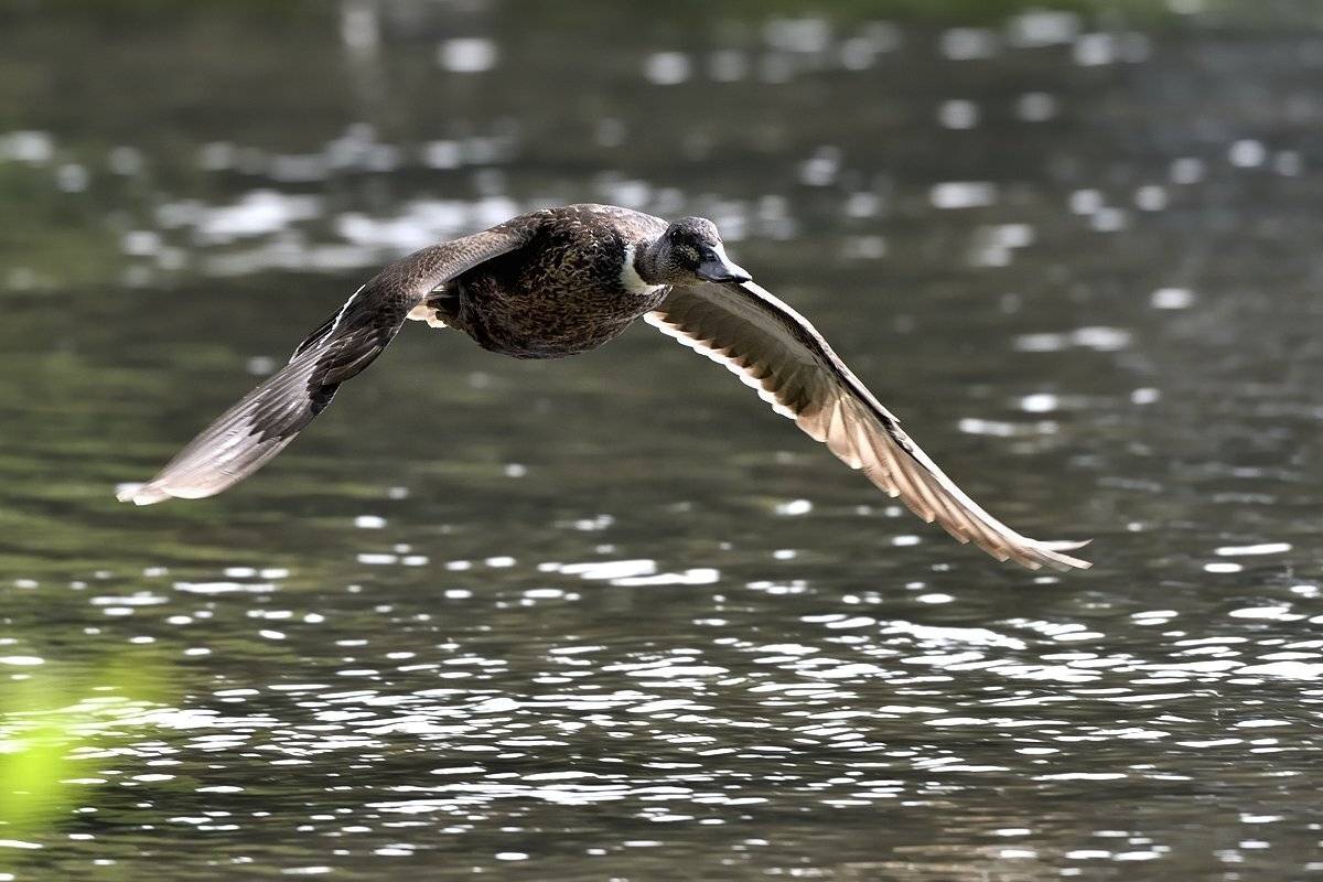 птицы birds, Jaroslav Mego