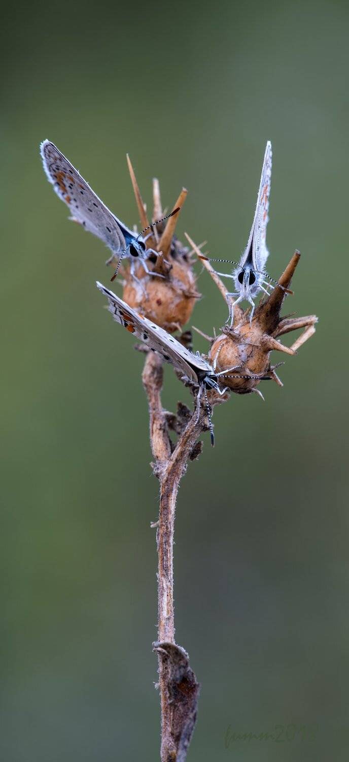 , Игорь ФУММ