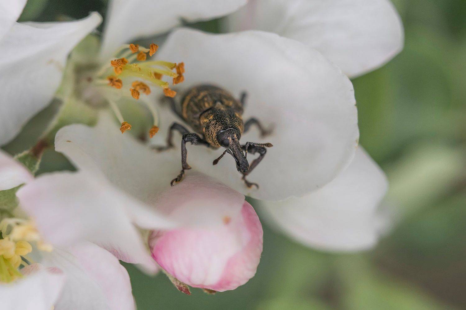 , Евгения Муравская