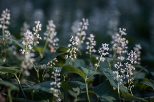 Pro Майник …