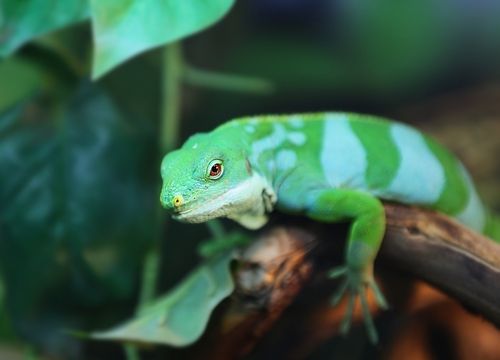 Lizards