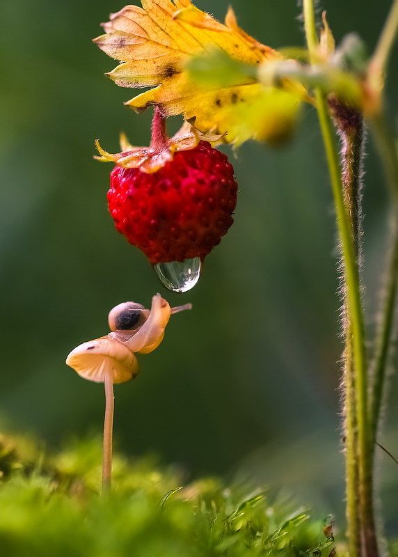 Земляничный душ фото превью