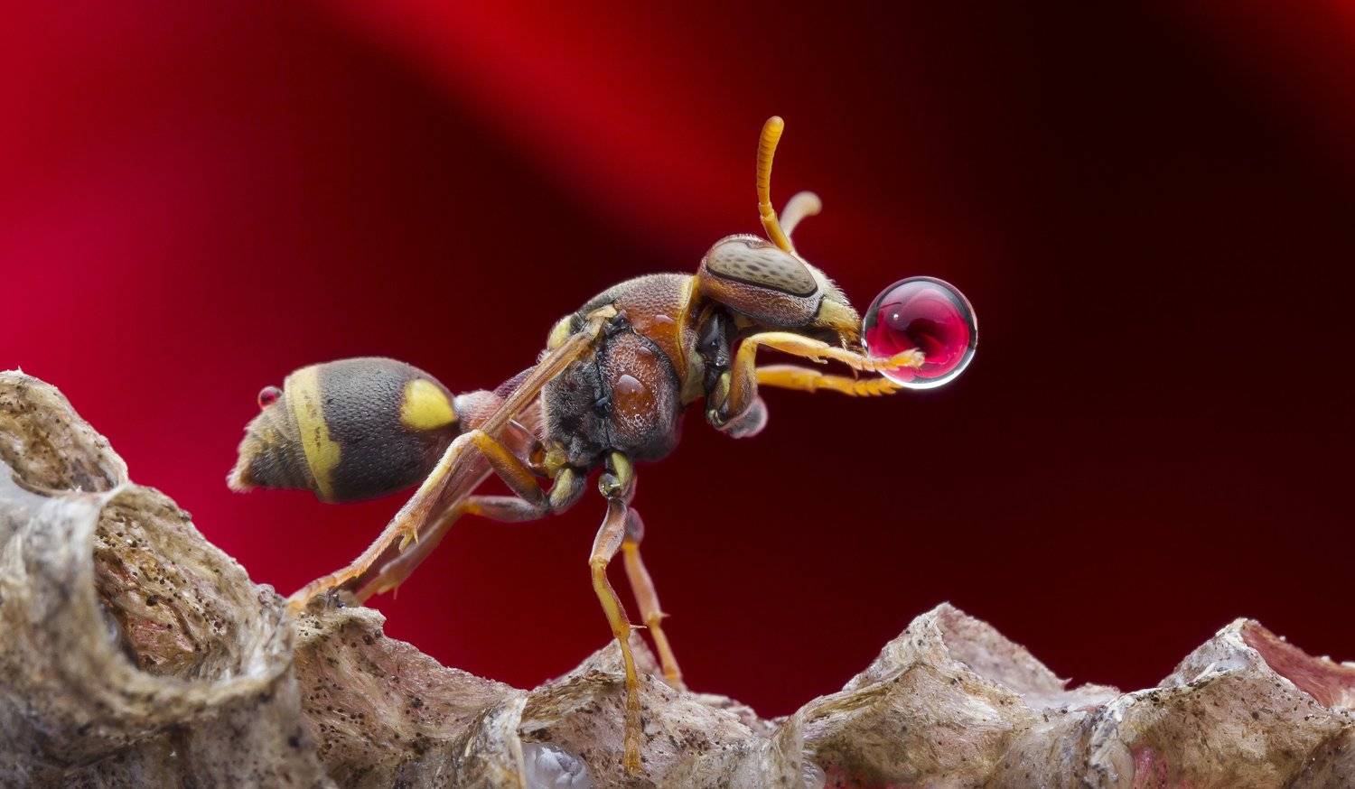 #macro#wasp#waterbubble#colors#reflection, Choo How Lim