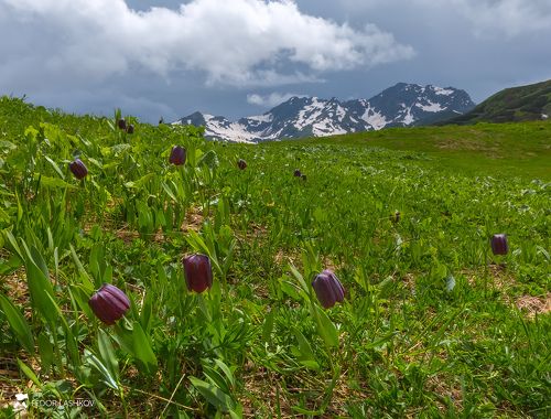 Рябчик широколистный