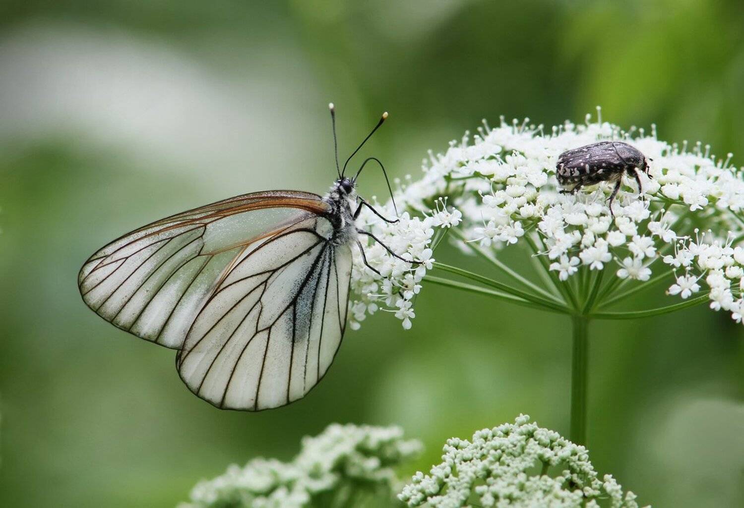 , Зоя Лаптева