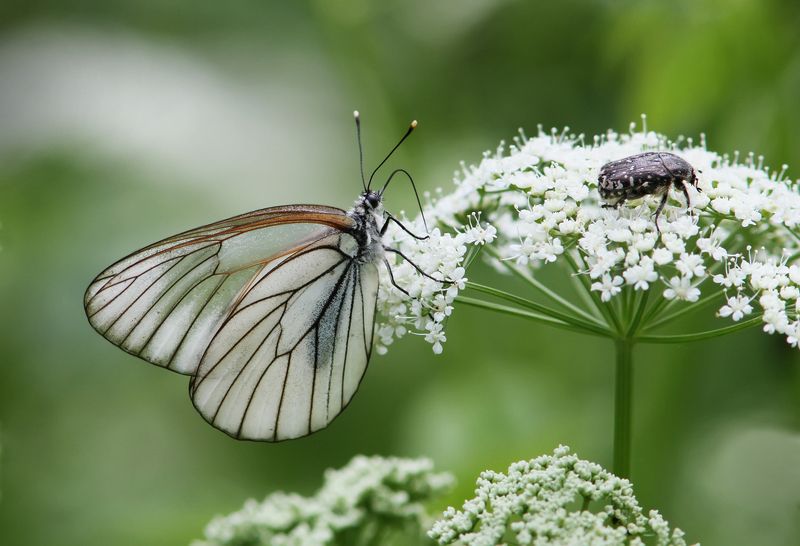 Дачно-пасмурное настроение. фото превью