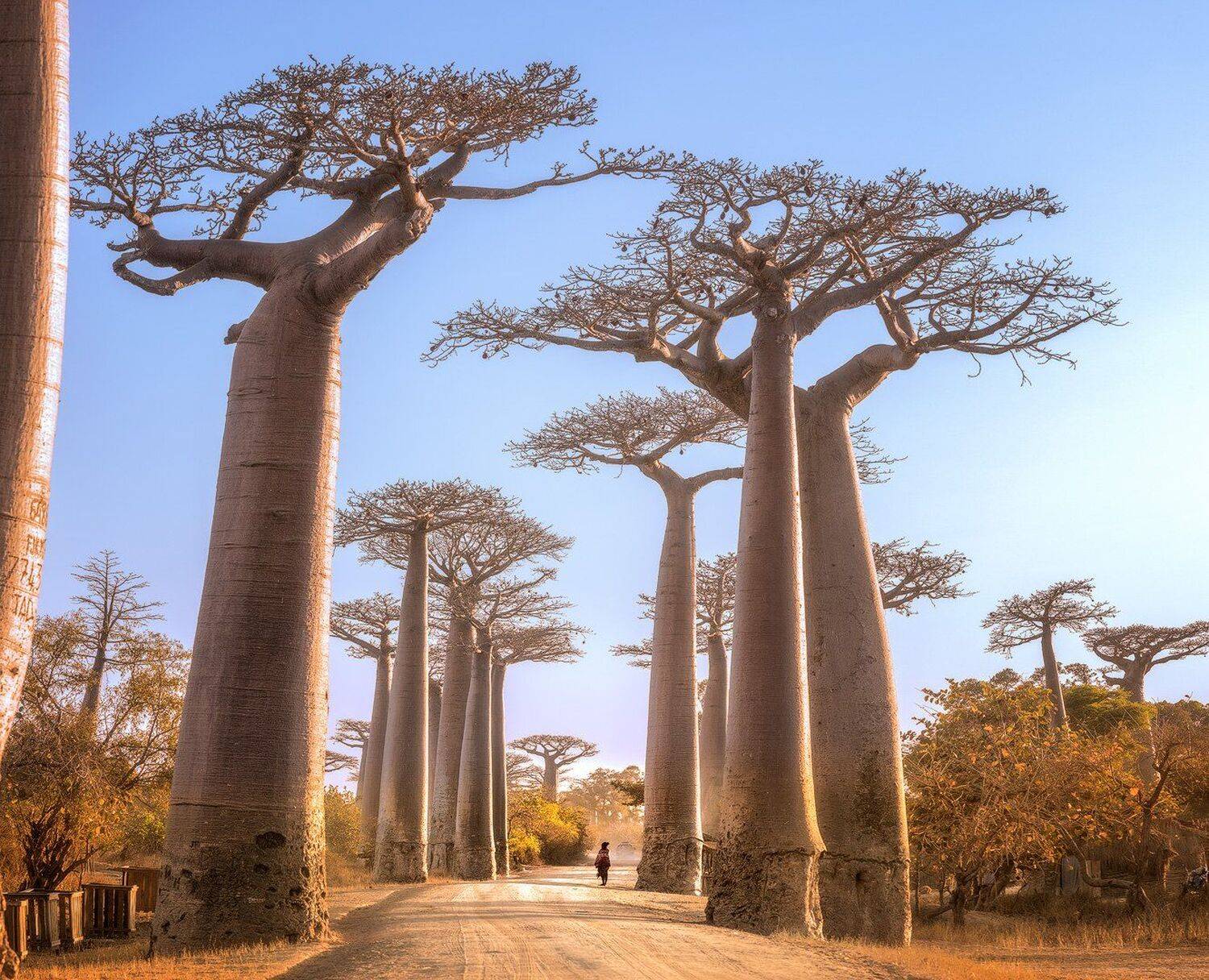 Мадагаскар, баобабы, пейзаж, лес, рассвет, Mikhail vorobyev