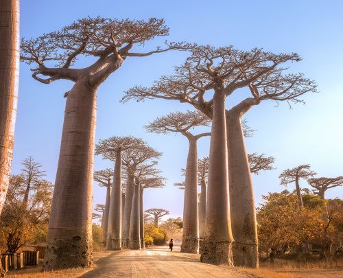 В лесу гигантских деревьев