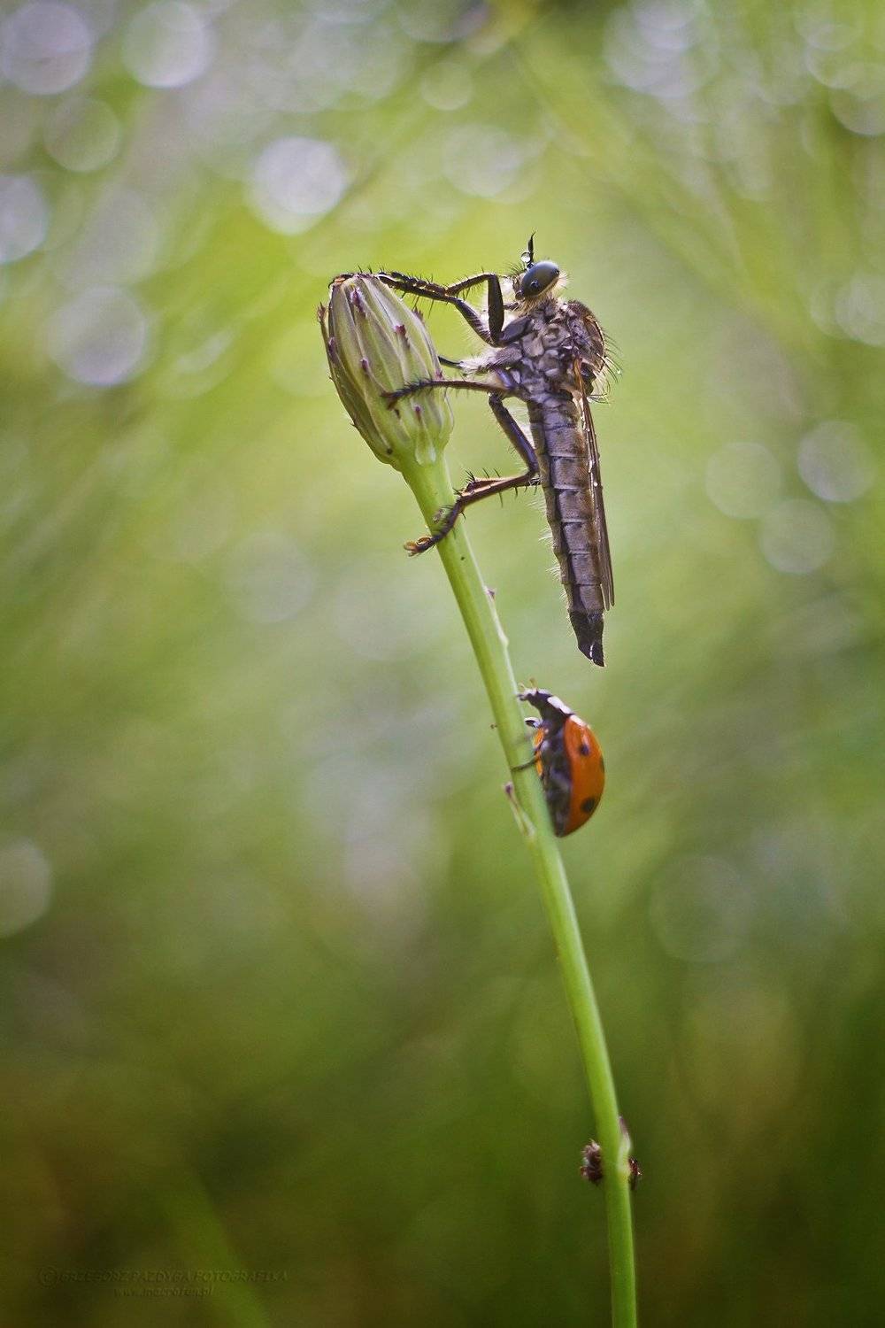 , Grzegorz macrofun Pazdyga