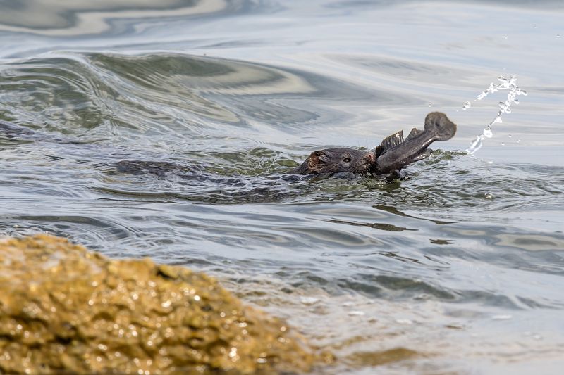 Удачная охота. фото превью