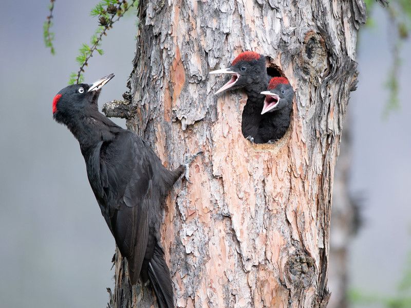 Желна фото превью