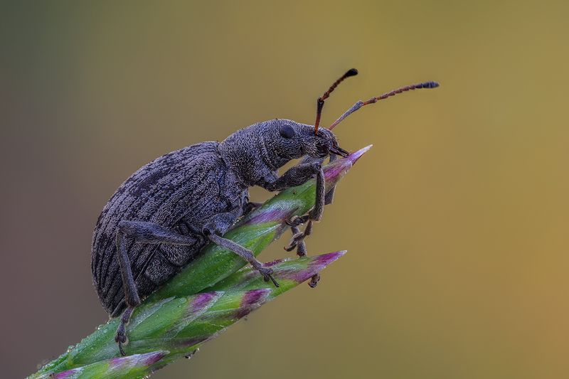 ... фото превью