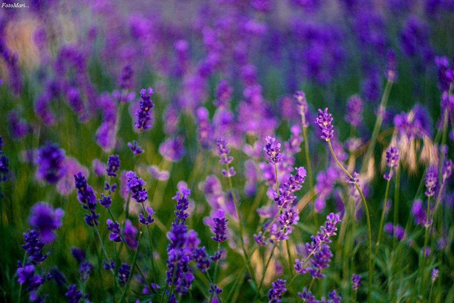 лаванда,цветы,лето,, Марина Соколова