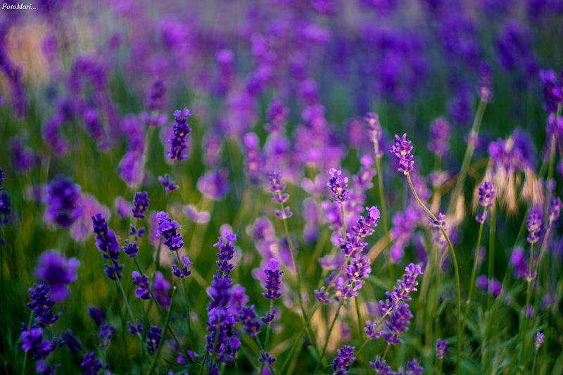 лаванда,цветы,лето, Лаванда... фото превью