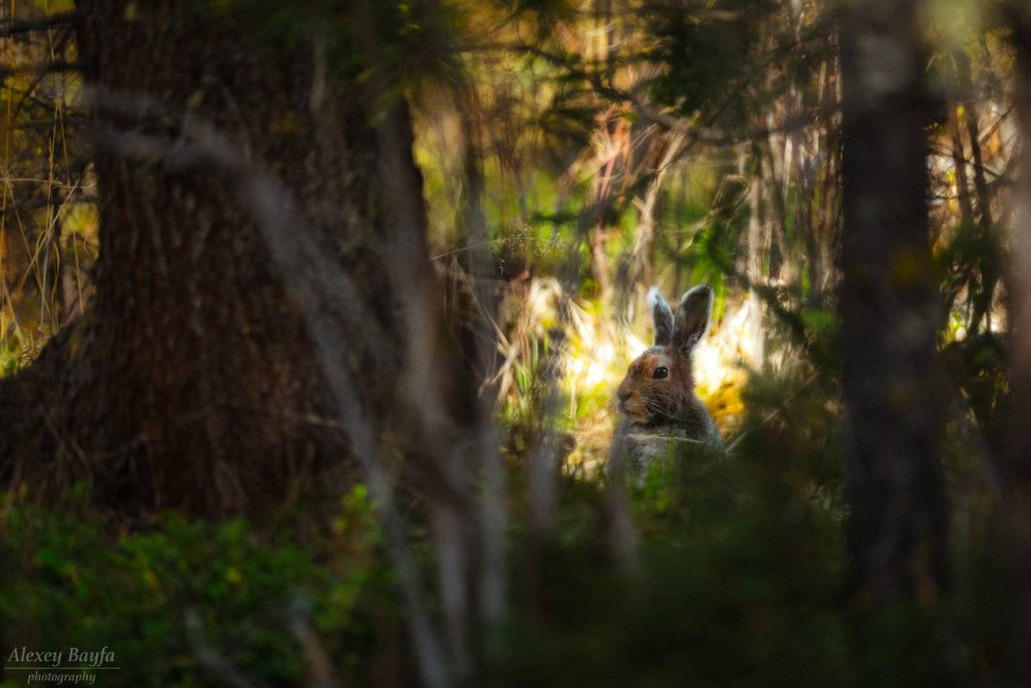 лес, природа, животные, заяц, лето, Алексей Байфа
