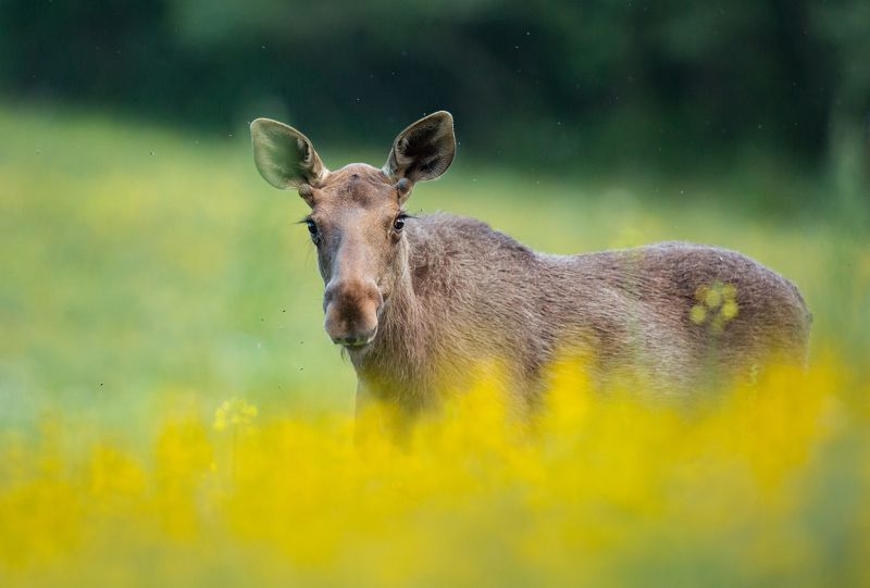 Лось. фото превью