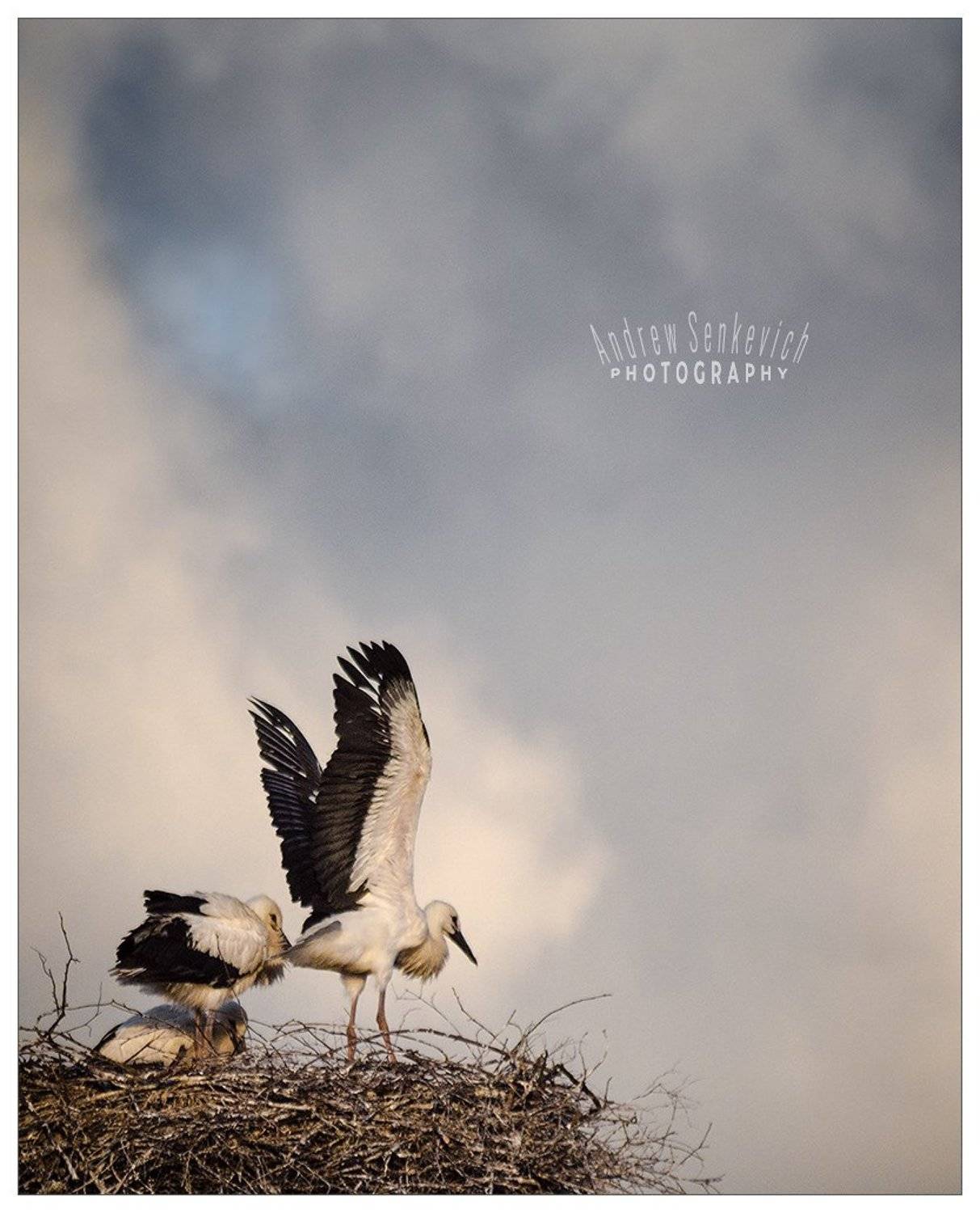 дикий, аист, крылья, Андрей Сенкевич