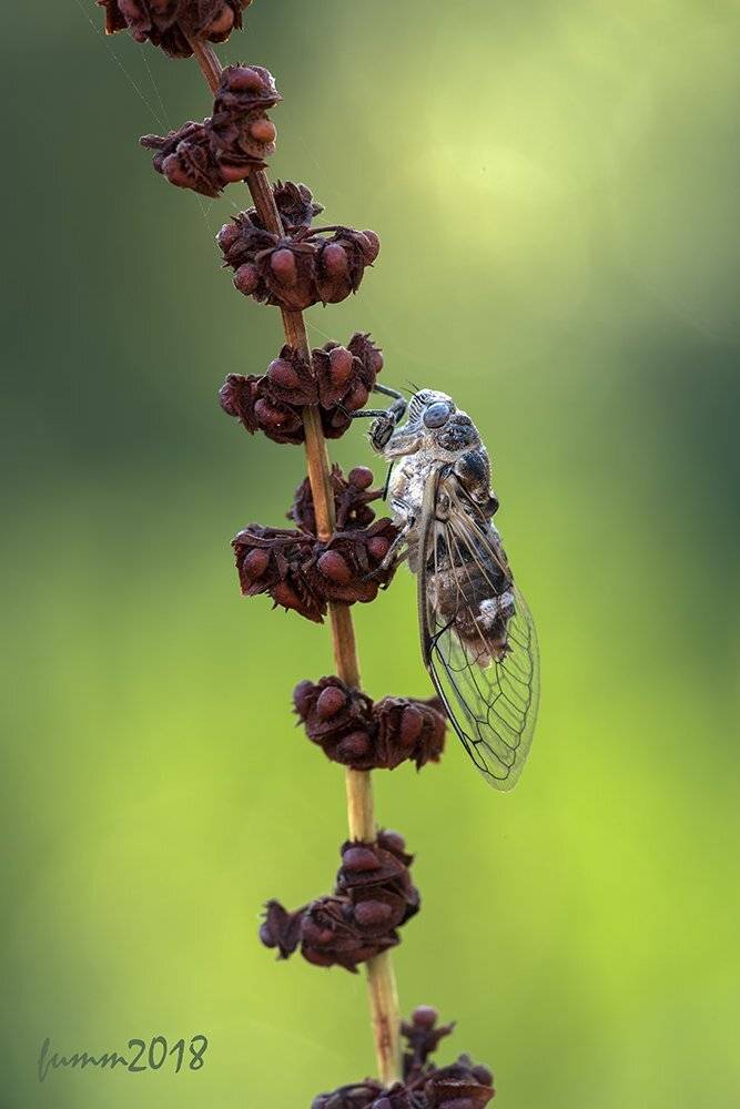 , Игорь ФУММ