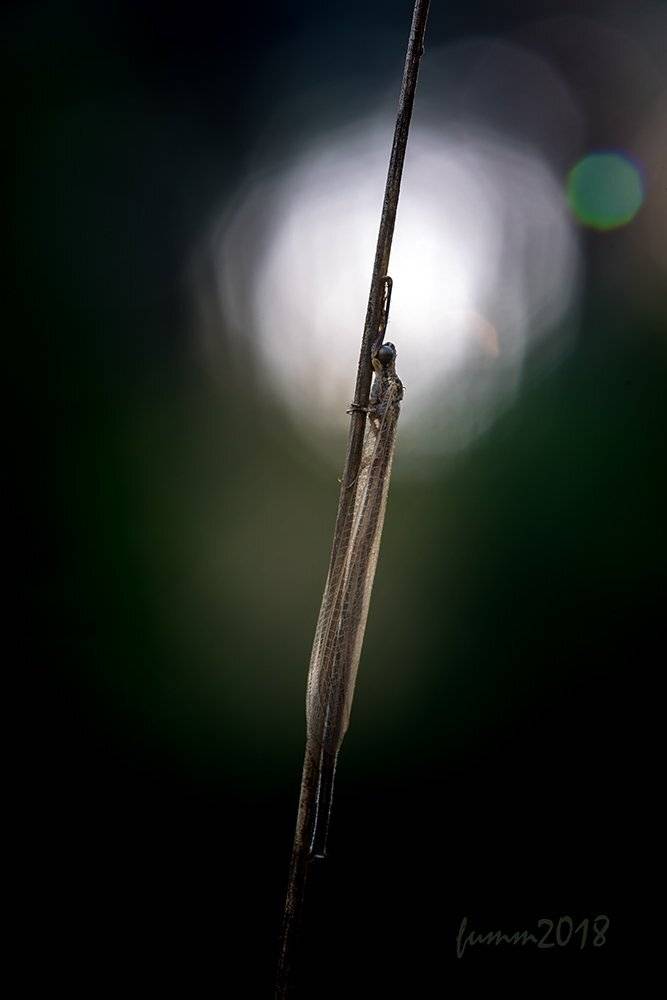 , Игорь ФУММ