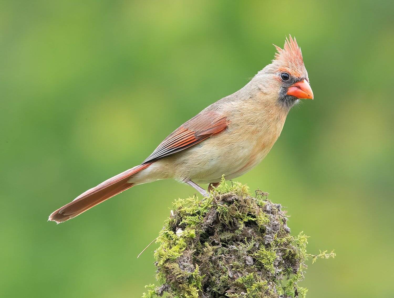 красный кардинал, northern cardinal,cardinal, кардинал, Elizabeth Etkind