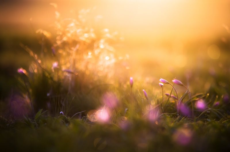 свет, макро, цветы, тепло, блики +++ фото превью