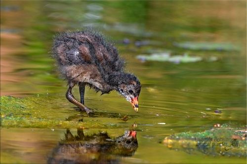 Ах, какой же я ненаглядный!