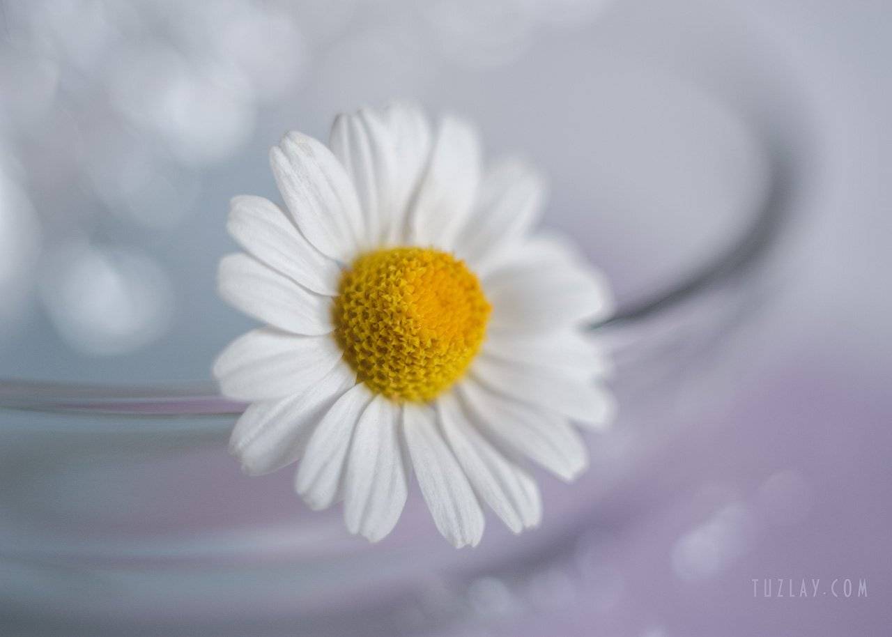 ромашки, белые ромашки, софт фокус, боке, Владимир Тузлай