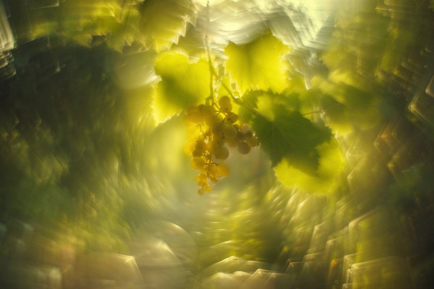 , Инна Сухова