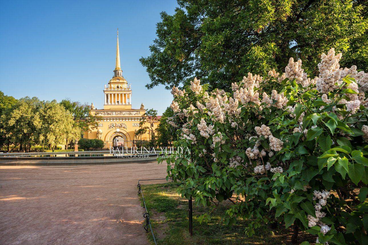 санкт-петербург, цветы, сирень, адмиралтейство, Юлия Батурина